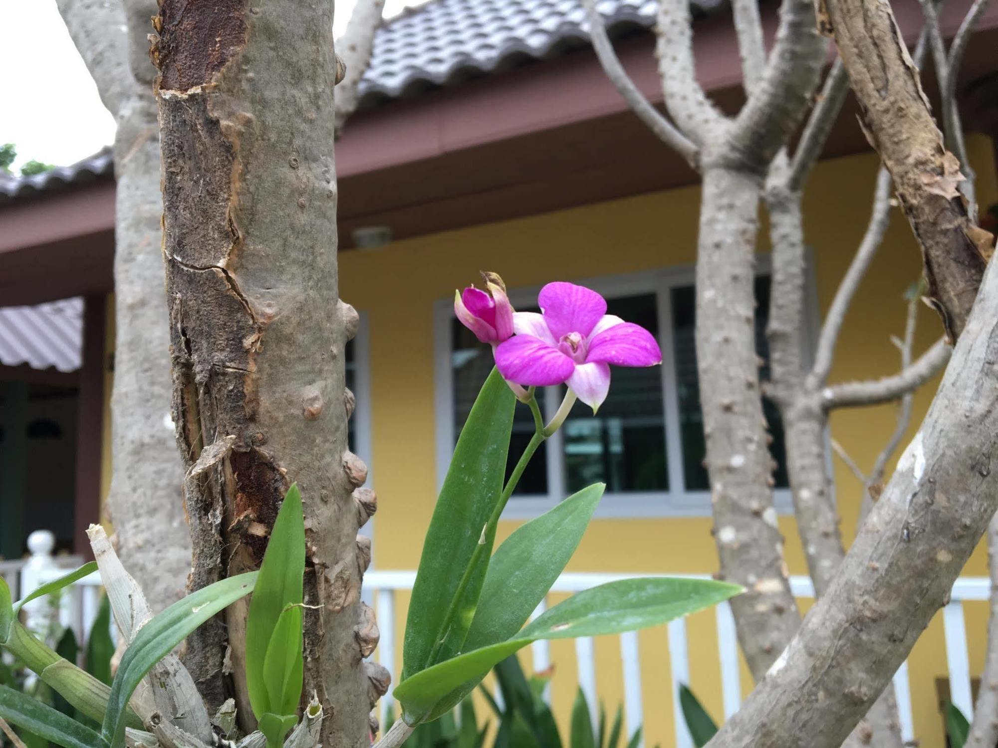 Baan Penny Otel Phra Nakhon Si Ayutthaya Dış mekan fotoğraf